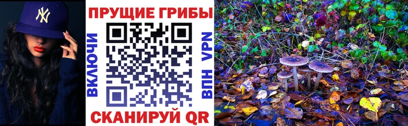 Галлюциногенные грибы Psilocybe  Нестеров 